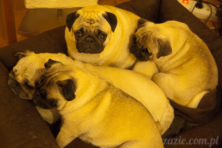 mopsy mopsiki Kumok Miszur Bułka Ninja mops pug pugs mopsy mopsiki Kumok Miszur Bułka Ninja mops pug pugs