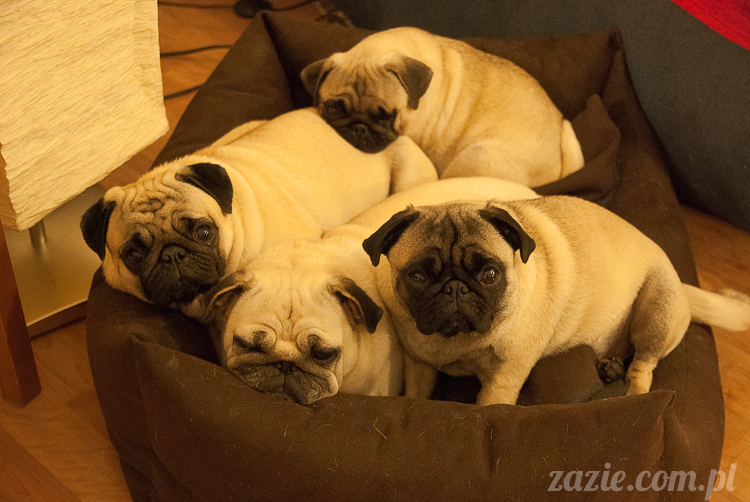 mopsy mopsiki Kumok Miszur Bułka Ninja mops pug pugs mopsy mopsiki Kumok Miszur Bułka Ninja mops pug pugs