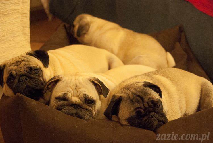 mopsy mopsiki Kumok Miszur Bułka Ninja mops pug pugs mopsy mopsiki Kumok Miszur Bułka Ninja mops pug pugs