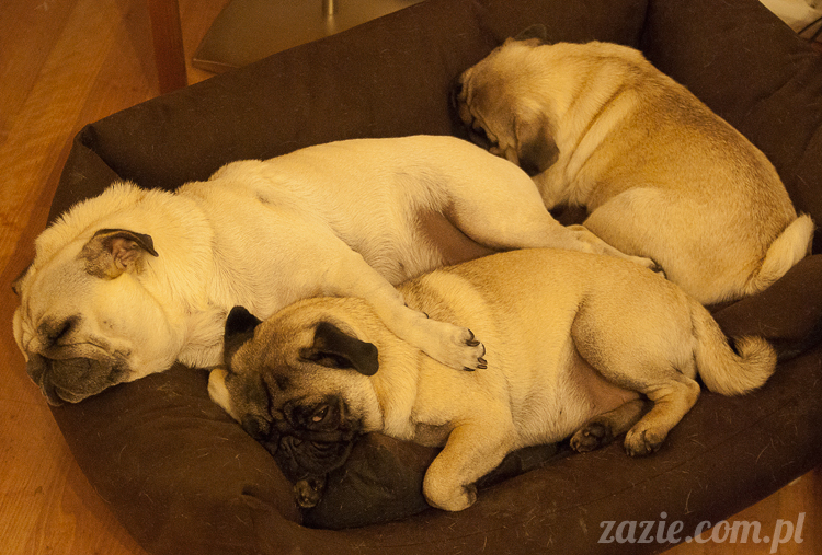 mopsy mopsiki Kumok Miszur Bułka Ninja mops pug pugs mopsy mopsiki Kumok Miszur Bułka Ninja mops pug pugs