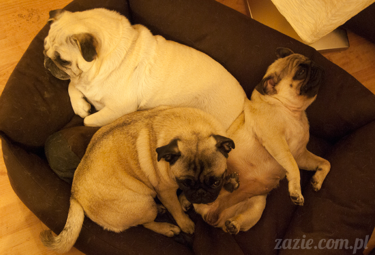 mopsy mopsiki Kumok Miszur Bułka Ninja mops pug pugs mopsy mopsiki Kumok Miszur Bułka Ninja mops pug pugs