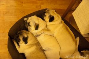 a house is not a home without a pug… or two… or three… or… ok, four!