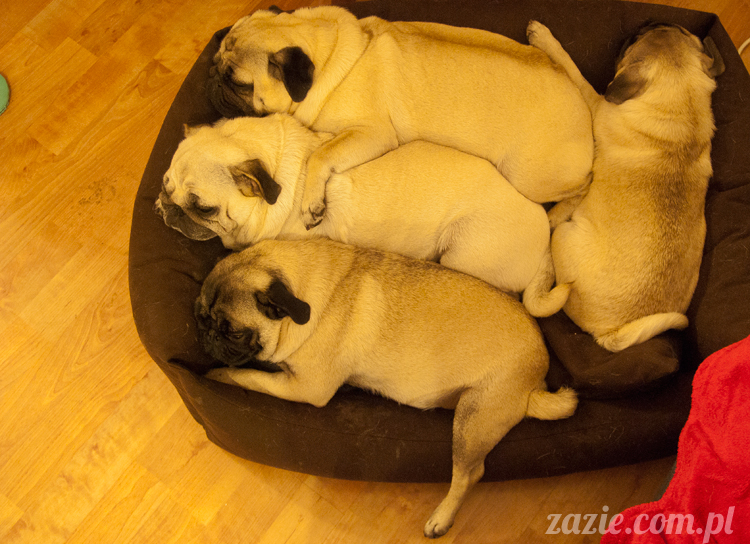 mopsy mopsiki Kumok Miszur Bułka Ninja mops pug pugs mopsy mopsiki Kumok Miszur Bułka Ninja mops pug pugs