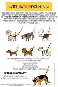 The Yellow Dog Project czyli: Miszur, mops, który naprawdę potrzebuje więcej przestrzeni