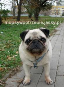 morze miłości potrzebne od zaraz: mopsiczka do adopcji