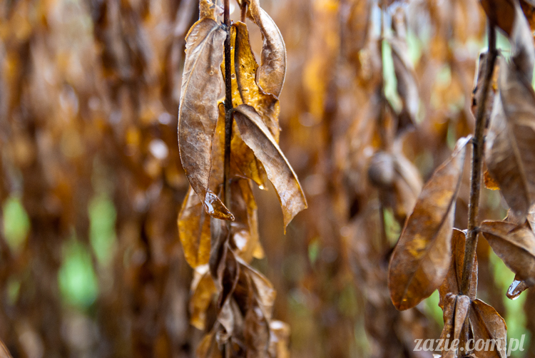 lalka Blythe, Blythe doll, custom Blythe by Zazie