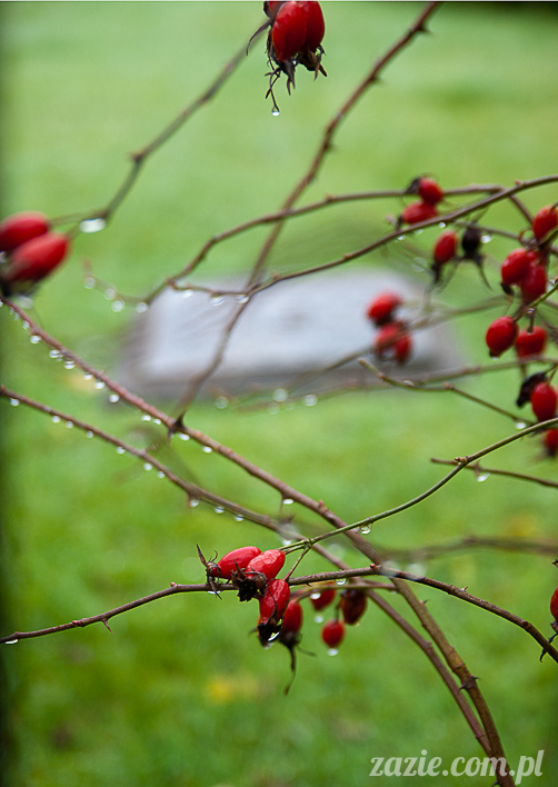 lalka Blythe, Blythe doll, custom Blythe by Zazie