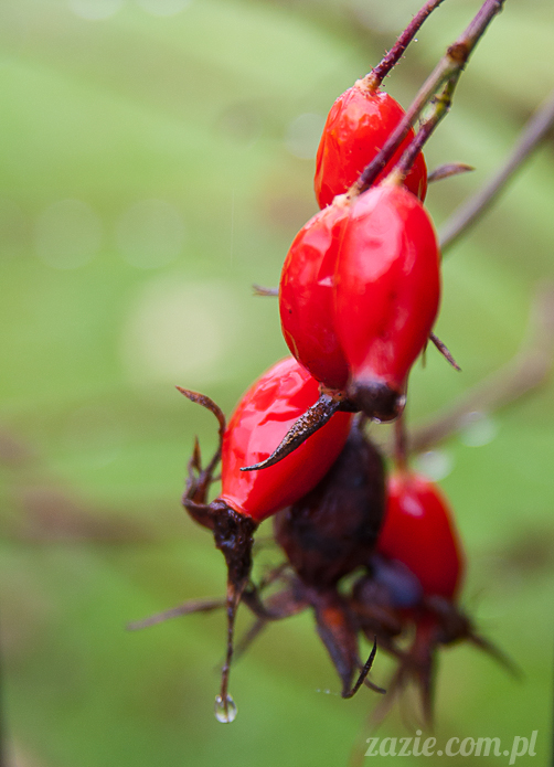 lalka Blythe, Blythe doll, custom Blythe by Zazie