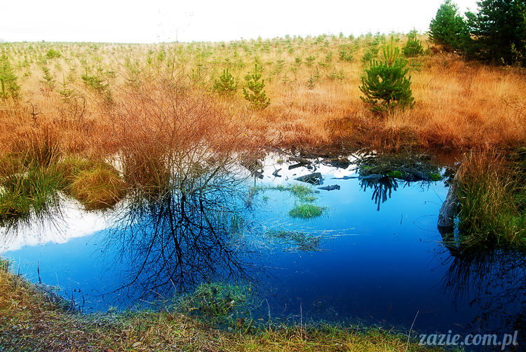 lalka Blythe doll Orka custom by Zazie, South Wales, Brecon Beacon, Gwaun Hepste