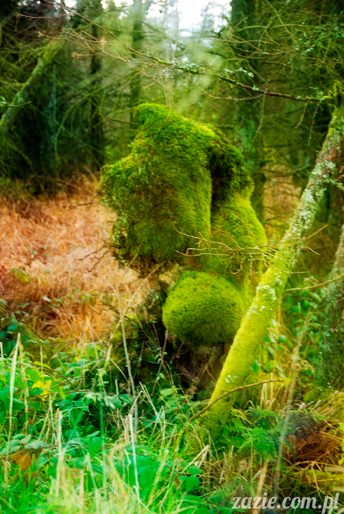 lalka Blythe doll Orka custom by Zazie, South Wales, Brecon Beacon, Gwaun Hepste