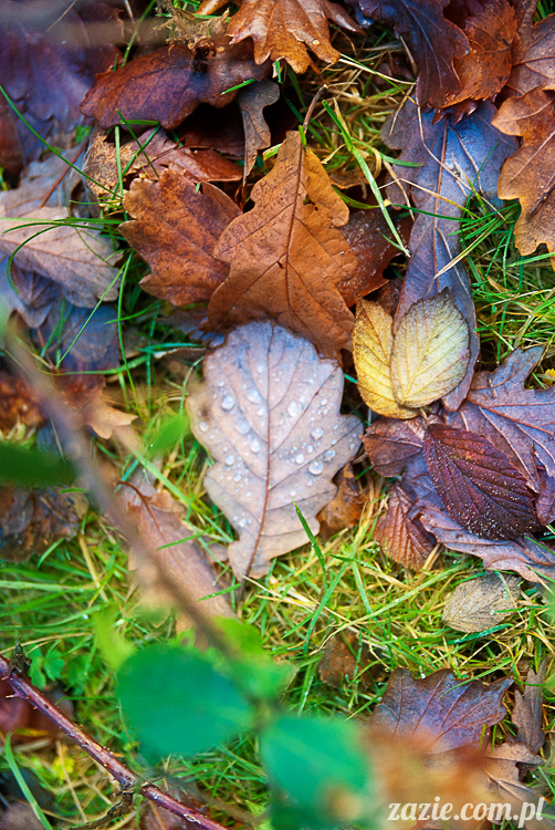 lalka Blythe doll Orka custom by Zazie, South Wales, Brecon Beacon, Gwaun Hepste