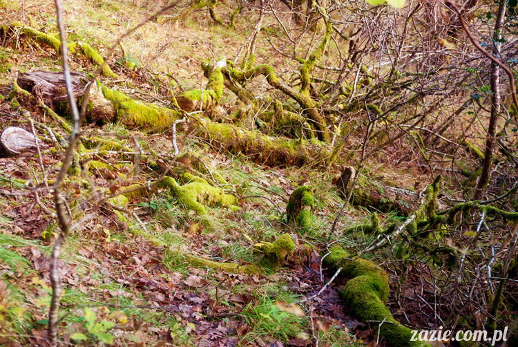 lalka Blythe doll Orka custom by Zazie, South Wales, Brecon Beacon, Gwaun Hepste
