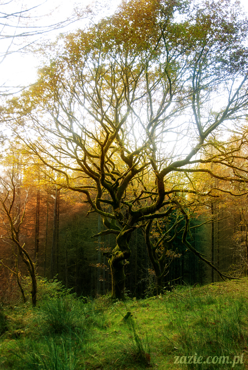 lalka Blythe doll Orka custom by Zazie, South Wales, Brecon Beacon, Gwaun Hepste