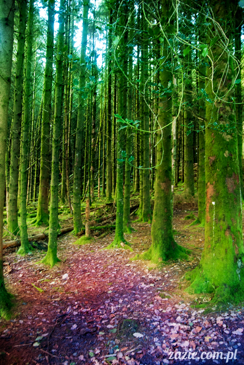 lalka Blythe doll Orka custom by Zazie, South Wales, Brecon Beacon, Gwaun Hepste