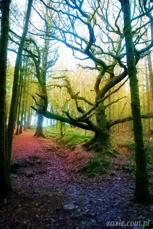 lalka Blythe doll Orka custom by Zazie, South Wales, Brecon Beacon, Gwaun Hepste