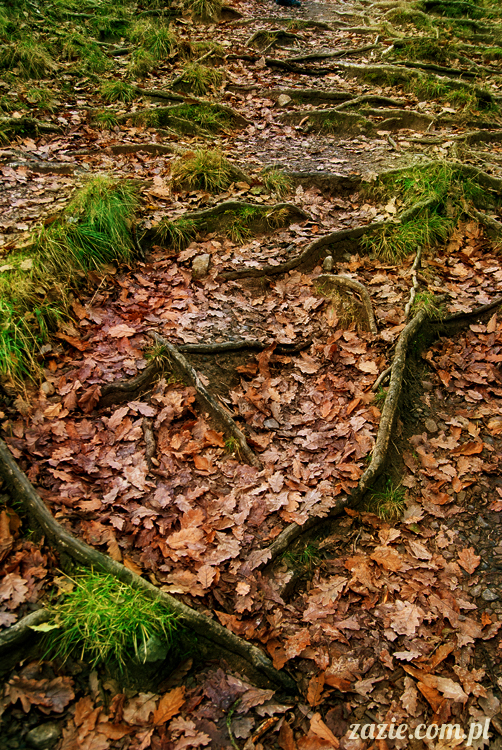 lalka Blythe doll Orka custom by Zazie, South Wales, Brecon Beacon, Gwaun Hepste
