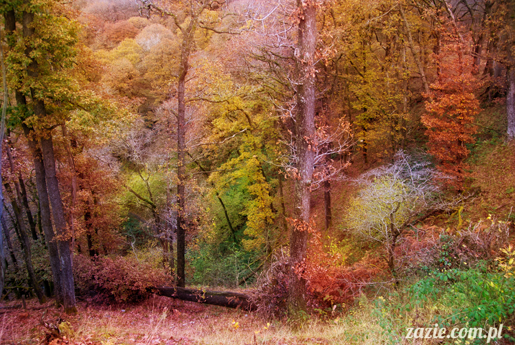 lalka Blythe doll Orka custom by Zazie, South Wales, Brecon Beacon, Gwaun Hepste