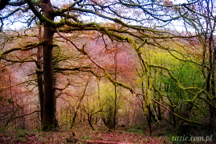 lalka Blythe doll Orka custom by Zazie, South Wales, Brecon Beacon, Gwaun Hepste