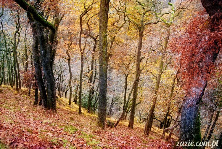 lalka Blythe doll Orka custom by Zazie, South Wales, Brecon Beacon, Gwaun Hepste