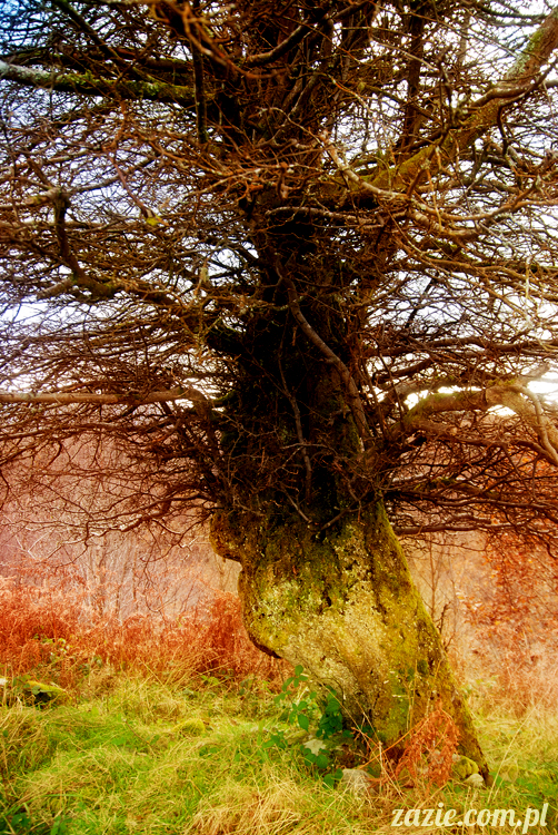 lalka Blythe doll Orka custom by Zazie, South Wales, Brecon Beacon, Gwaun Hepste