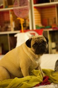 Zakład Pomysłow Latający Mops prezentuje: