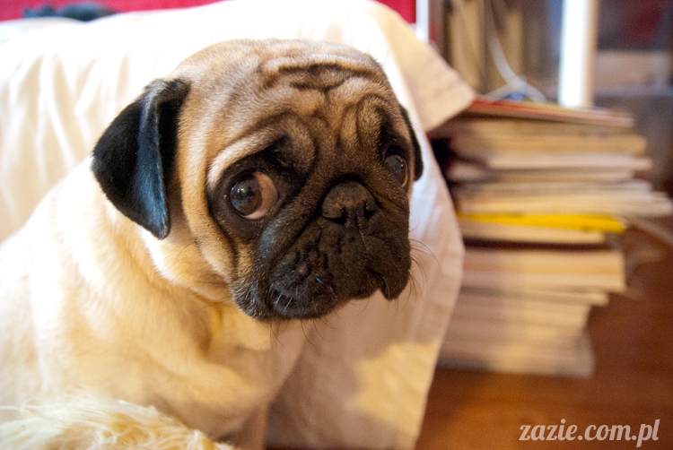 mopsy mopsiki pugs Kumok i Miszur Zazie mopsy mopsiki pugs Kumok i Miszur Zazie