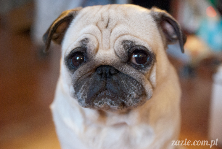 mopsy mopsiki pugs Kumok i Miszur Zazie mopsy mopsiki pugs Kumok i Miszur Zazie