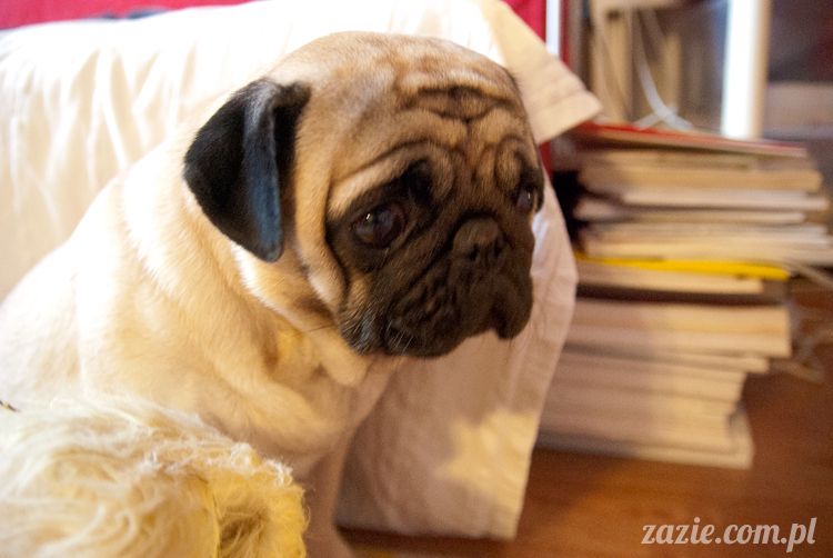 mopsy mopsiki pugs Kumok i Miszur Zazie mopsy mopsiki pugs Kumok i Miszur Zazie