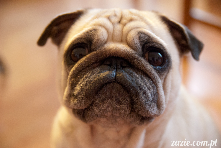 mopsy mopsiki pugs Kumok i Miszur Zazie mopsy mopsiki pugs Kumok i Miszur Zazie