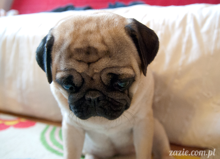 mopsy mopsiki pugs Kumok i Miszur Zazie mopsy mopsiki pugs Kumok i Miszur Zazie