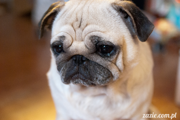 mopsy mopsiki pugs Kumok i Miszur Zazie mopsy mopsiki pugs Kumok i Miszur Zazie