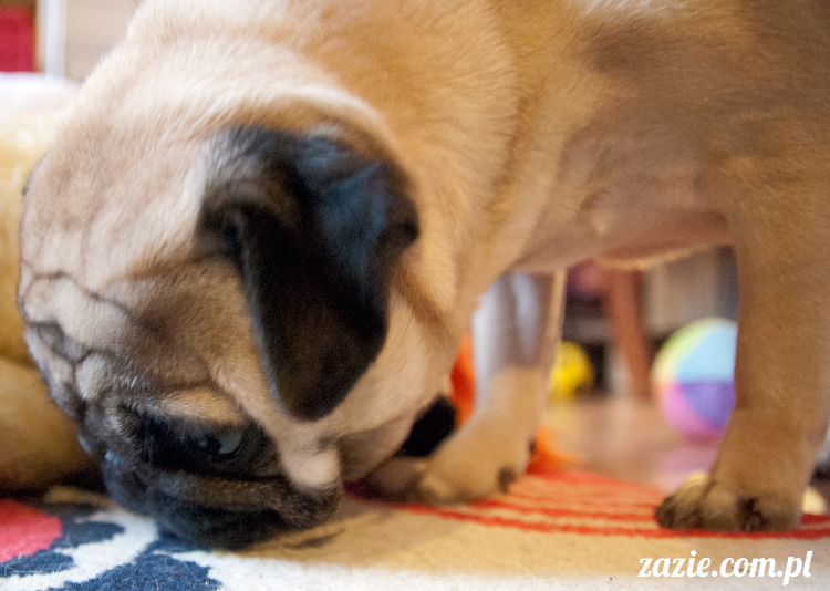 mopsy mopsiki pugs Kumok i Miszur Zazie mopsy mopsiki pugs Kumok i Miszur Zazie