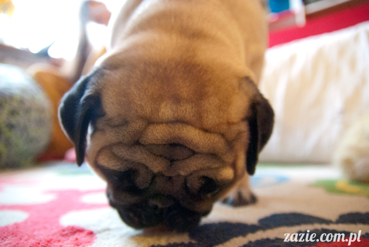 mopsy mopsiki pugs Kumok i Miszur Zazie mopsy mopsiki pugs Kumok i Miszur Zazie