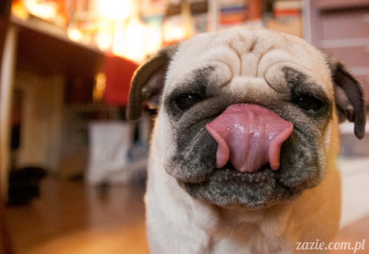 mopsy mopsiki pugs Kumok i Miszur Zazie mopsy mopsiki pugs Kumok i Miszur Zazie