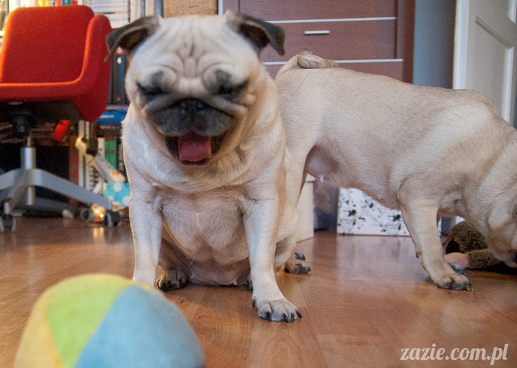 mopsy mopsiki pugs Kumok i Miszur Zazie mopsy mopsiki pugs Kumok i Miszur Zazie