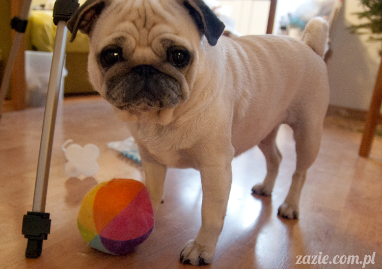 mopsy mopsiki pugs Kumok i Miszur Zazie mopsy mopsiki pugs Kumok i Miszur Zazie