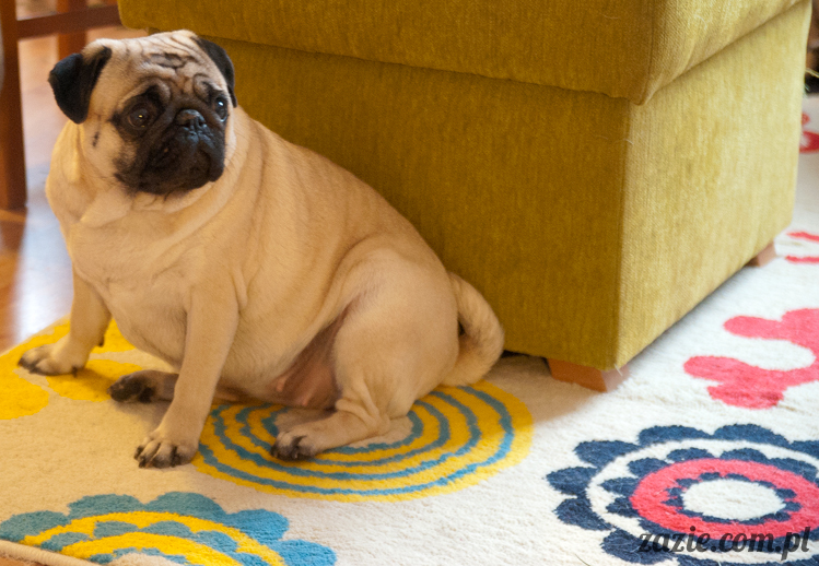 mopsy mopsiki pugs Kumok i Miszur Zazie mopsy mopsiki pugs Kumok i Miszur Zazie