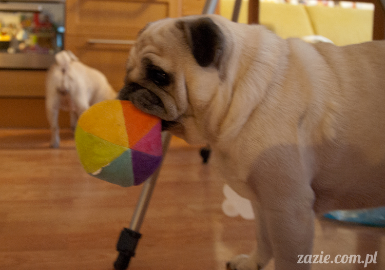 mopsy mopsiki pugs Kumok i Miszur Zazie mopsy mopsiki pugs Kumok i Miszur Zazie