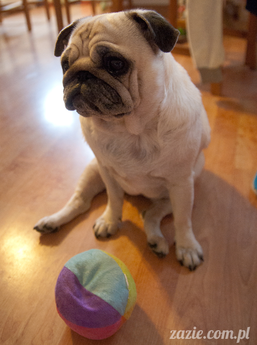 mopsy mopsiki pugs Kumok i Miszur Zazie mopsy mopsiki pugs Kumok i Miszur Zazie