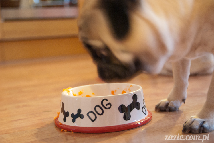 mopsy mopsiki pugs Kumok i Miszur Zazie mopsy mopsiki pugs Kumok i Miszur Zazie