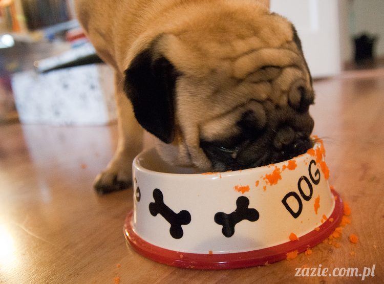 mopsy mopsiki pugs Kumok i Miszur Zazie mopsy mopsiki pugs Kumok i Miszur Zazie