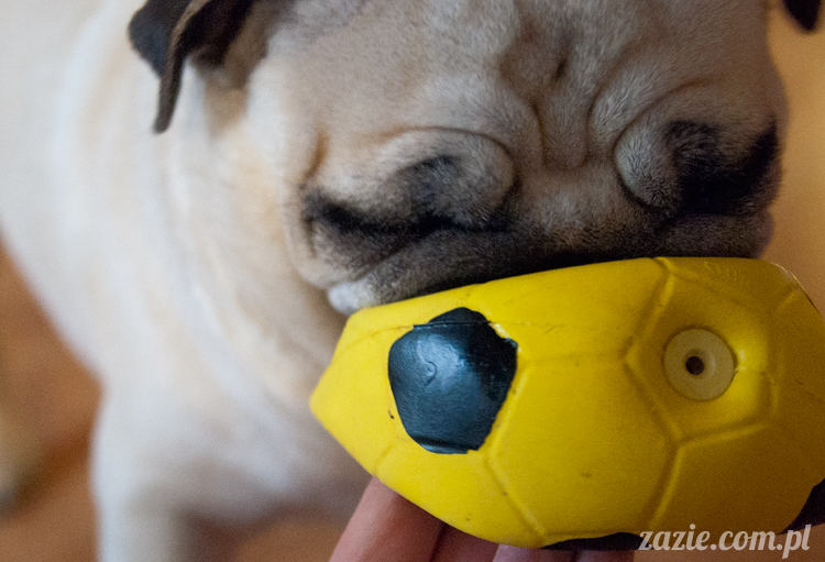 mopsy mopsiki pugs Kumok i Miszur Zazie mopsy mopsiki pugs Kumok i Miszur Zazie