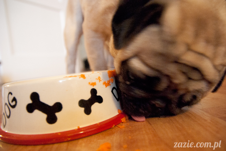 mopsy mopsiki pugs Kumok i Miszur Zazie mopsy mopsiki pugs Kumok i Miszur Zazie