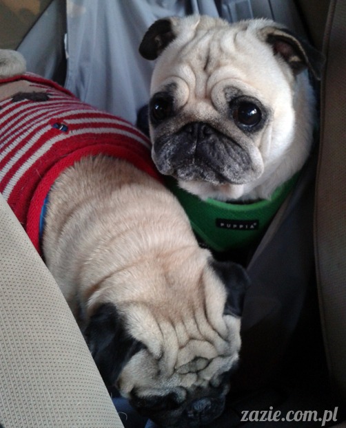 mopsy mopsiki pugs Kumok i Miszur Zazie mopsy mopsiki pugs Kumok i Miszur Zazie