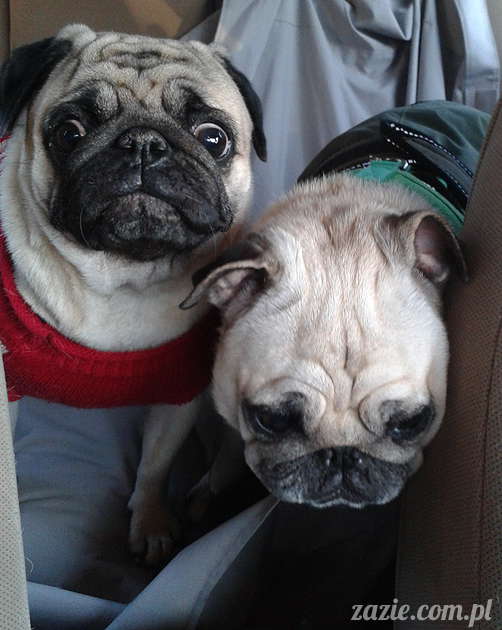 mopsy mopsiki pugs Kumok i Miszur Zazie mopsy mopsiki pugs Kumok i Miszur Zazie