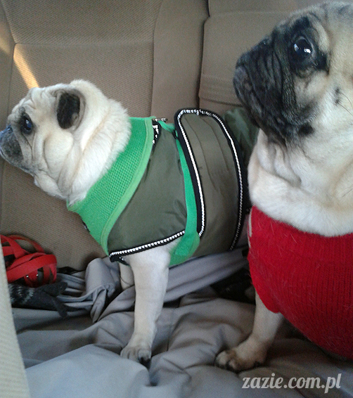 mopsy mopsiki pugs Kumok i Miszur Zazie mopsy mopsiki pugs Kumok i Miszur Zazie