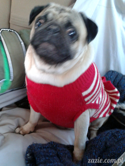 mopsy mopsiki pugs Kumok i Miszur Zazie mopsy mopsiki pugs Kumok i Miszur Zazie