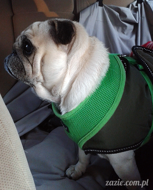 mopsy mopsiki pugs Kumok i Miszur Zazie mopsy mopsiki pugs Kumok i Miszur Zazie