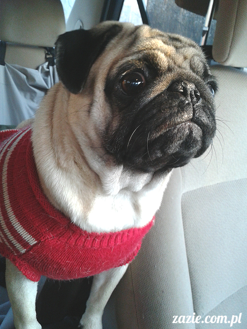 mopsy mopsiki pugs Kumok i Miszur Zazie mopsy mopsiki pugs Kumok i Miszur Zazie