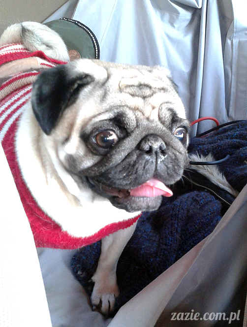 mopsy mopsiki pugs Kumok i Miszur Zazie mopsy mopsiki pugs Kumok i Miszur Zazie